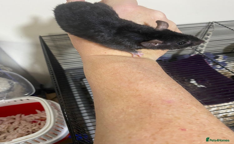 Rat rodents - Advert 1