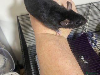 Rat rodents - Advert 1