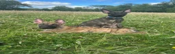 Belgian Shepherd Dog dogs for sale: Dutch Shepherd Puppies - Advert 15