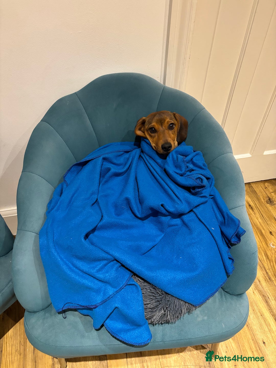 Dachshund dogs for sale: 7 & 1/2 Month Old Male Dachshund  - Image 4