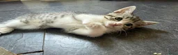 Mixed Breed cats for sale: Tabby Kittens For Sale - Advert 18
