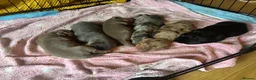 Miniature Dachshund dogs for sale: KC Miniture daschund short haired puppies - Advert 4