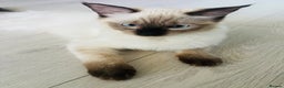 Ragdoll cats for sale: 3 beautiful ragdoll kittens  - Advert 7