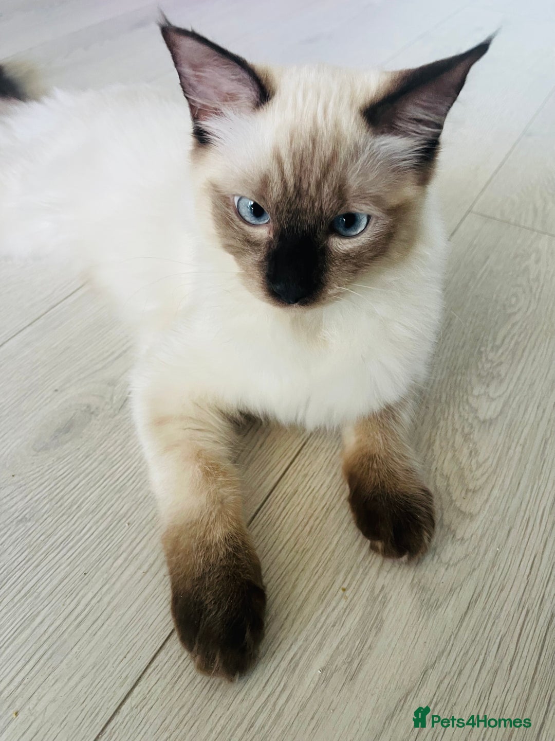Ragdoll cats for sale: 3 beautiful ragdoll kittens  - Advert 7