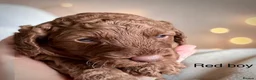Cockapoo dogs for sale: Extensively health checked cockapoo puppies   - Advert 11