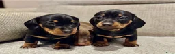 Miniature Dachshund dogs for sale: Miniature Dachshund Puppies Ready for New Homes - Advert 5
