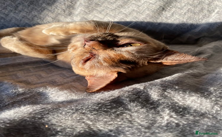 Burmese cats - Advert 6