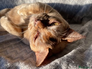 Burmese cats - Advert 1