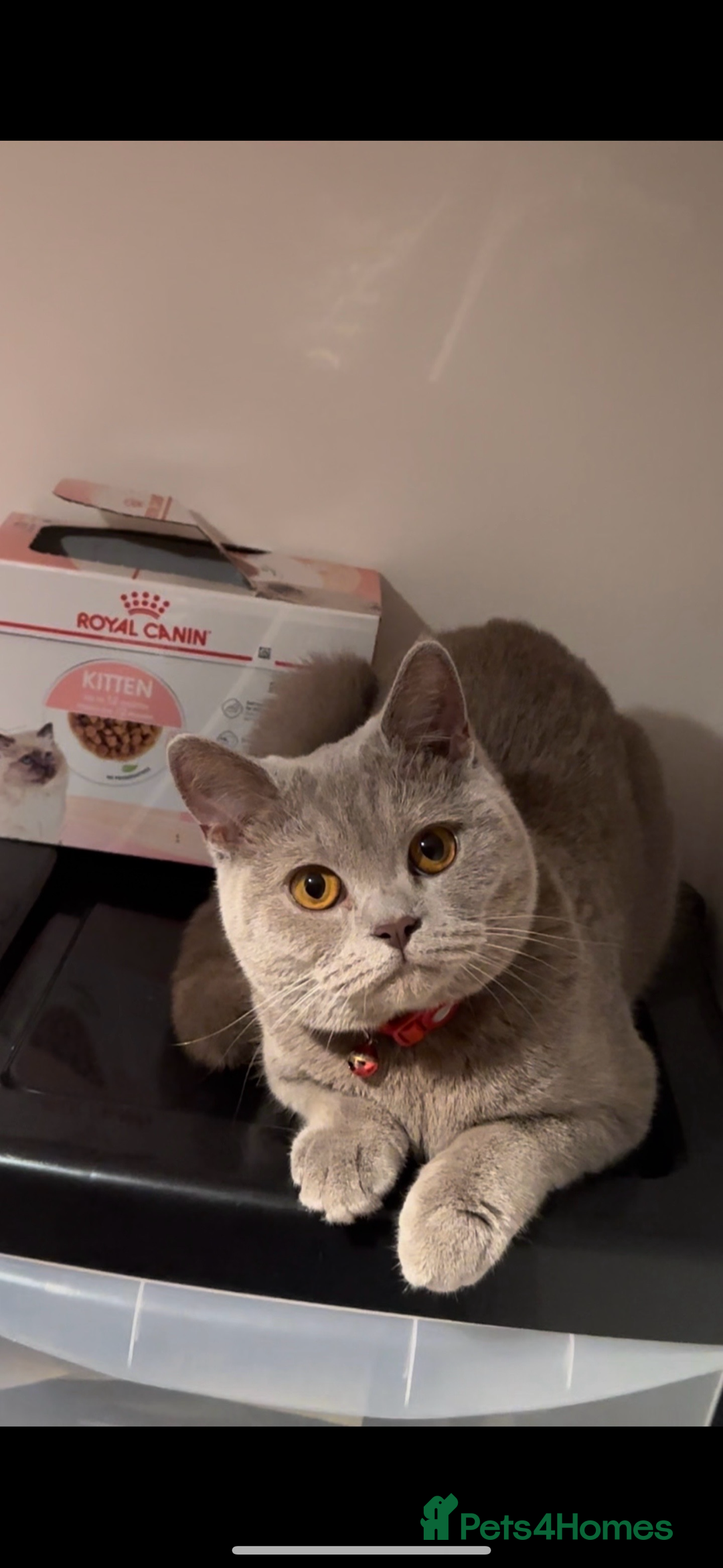 British Shorthair cats for sale: 2 female British short hair - Advert 25