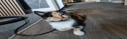 Mixed Breed cats for sale: 4 year old girl cat  - Advert 3