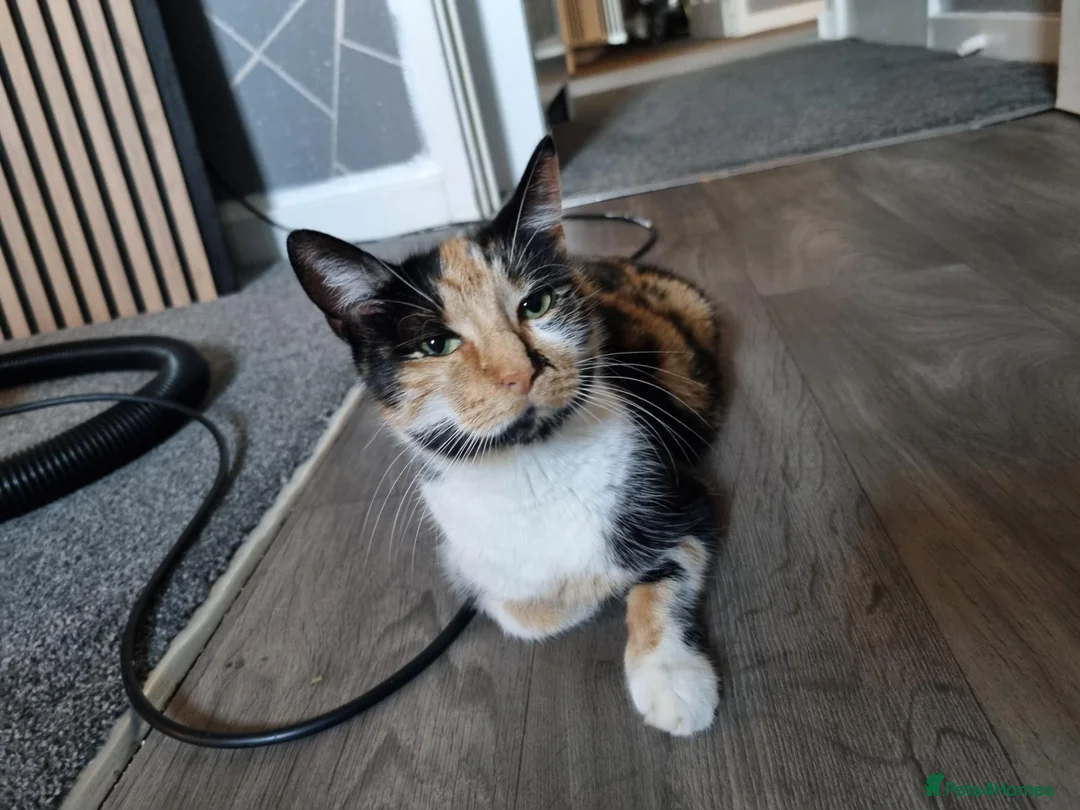 Mixed Breed cats for sale: 4 year old girl cat  - Advert 3