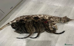 Bengal cats for sale: 12 Bengal Cubs Ready for Their Forever Home - Image 22