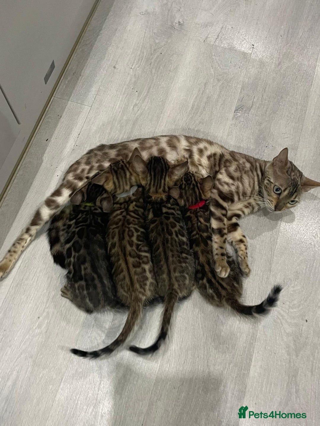 Bengal cats for sale: 12 Bengal Cubs Ready for Their Forever Home - Image 22