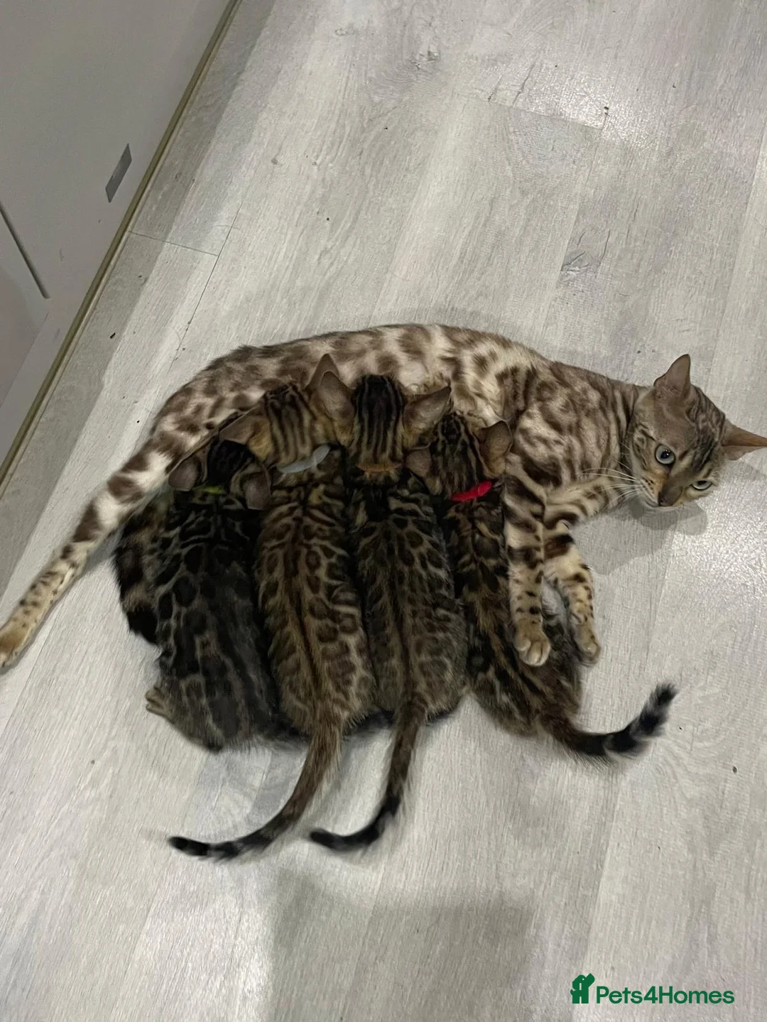 Bengal cats for sale: - Brown & Silver Bengals—Experienced Homes Only - Advert 10