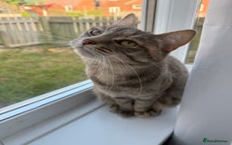 Domestic Shorthair cats for sale: Gorgeous grey tabby female. - Image 7