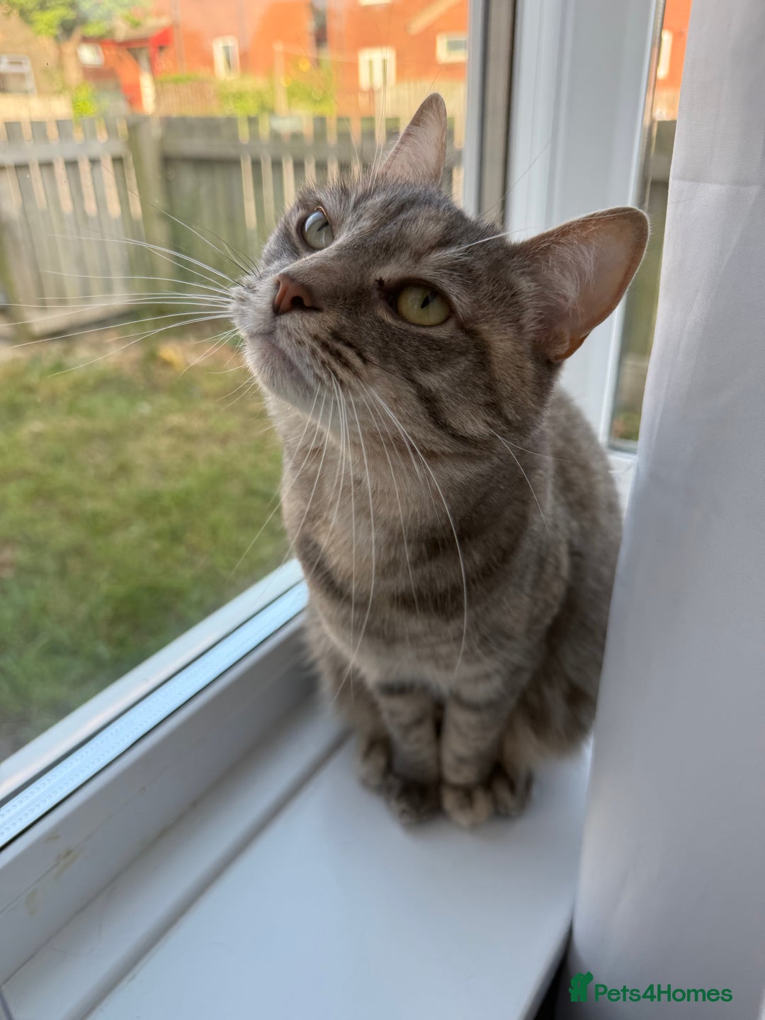 Domestic Shorthair cats for sale: Gorgeous grey tabby female. - Image 7