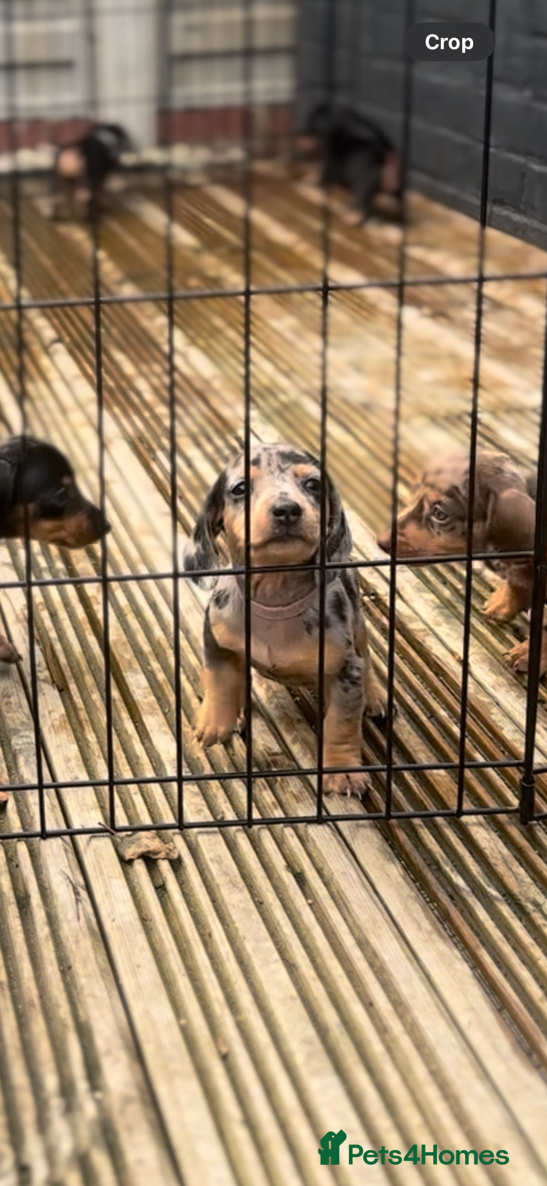 Dachshund dogs for sale: Mini dachshunds - 1 girl available - Image 1