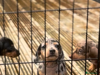 Dachshund dogs - Advert 29
