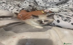 Ragdoll cats for sale: 5 ragdoll kittens GCCF  - Image 9