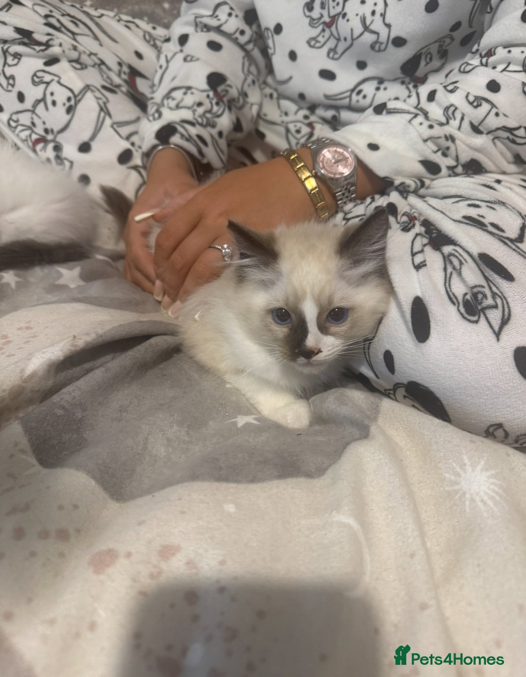 Ragdoll cats for sale: 5 ragdoll kittens GCCF  - Image 9