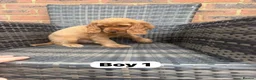 Cocker Spaniel dogs for sale: GoldenSHOW Type Cocker SPANIEL  in Iver - Advert 5