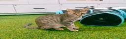 Mixed Breed cats for adoption: [Indoors Only] Ash - Playful & Social Kitty! - Advert 8