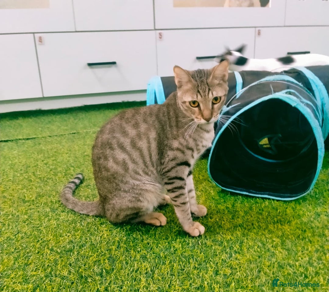 Mixed Breed cats for adoption: [Indoors Only] Ash - Playful & Social Kitty! - Advert 8
