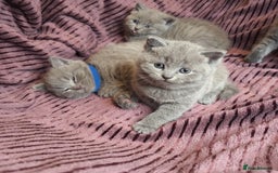 British Shorthair cats for sale: ✨British Shorthair Kittens looking for new family✨ - Advert 11