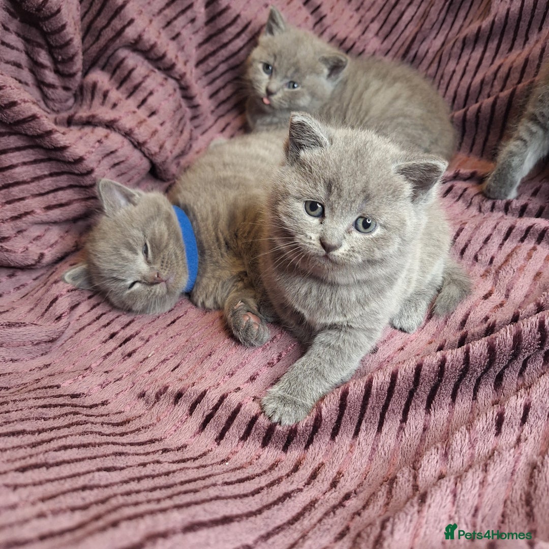 British Shorthair cats for sale: ✨British Shorthair Kittens looking for new family✨ - Advert 11