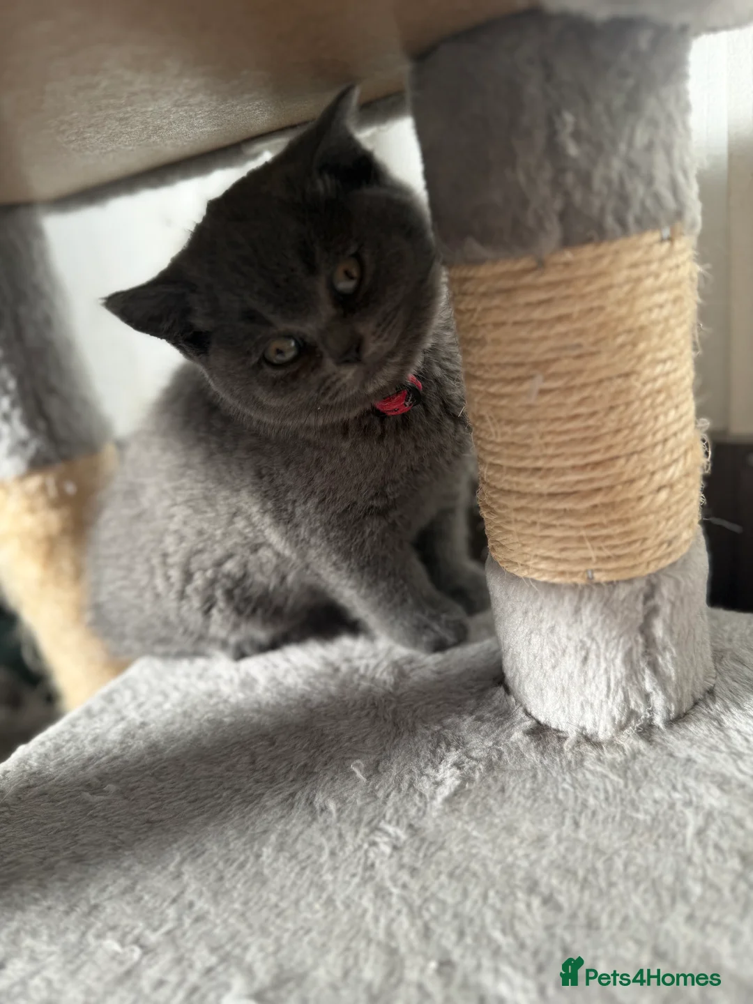 British Shorthair cats for sale: 2 British shorhair girls available  - Advert 20