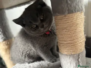 British Shorthair cats Last British shorhair girl available - Advert 5