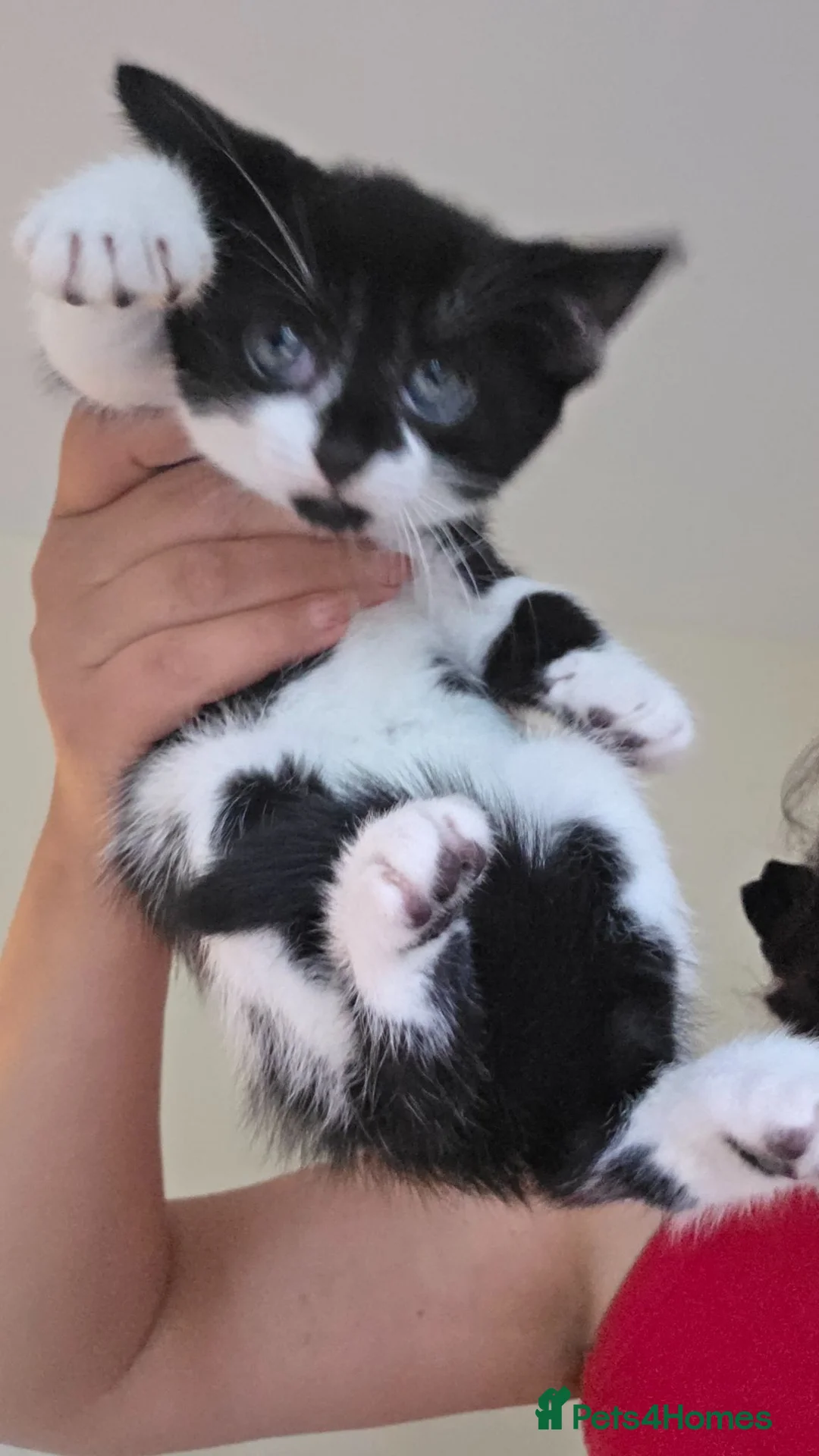 Mixed Breed cats for sale: Adorable kittens ready for their home - Advert 2