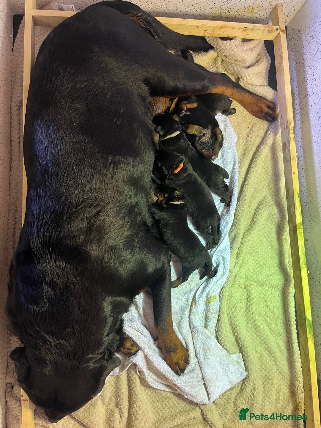 Rottweiler dogs for sale: **Ready To Leave** Chunky Rottweiler puppy  - Image 4