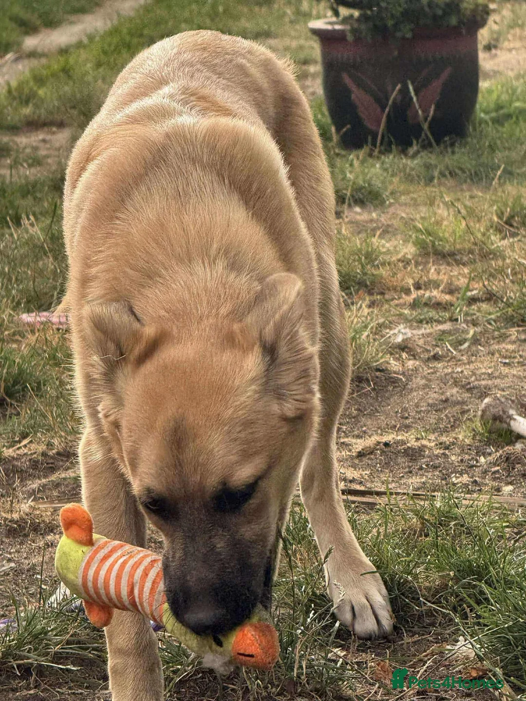 Mixed Breed dogs for adoption: Luanna - Hingham Norfolk  - Advert 8