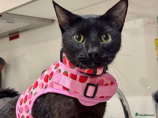 Mixed Breed cats - Advert 6