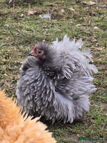 Chickens poultry - Advert 1