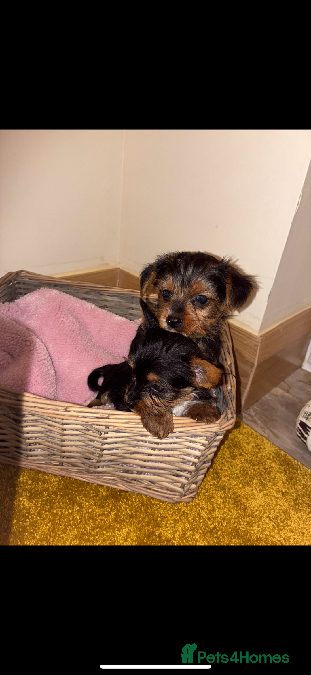 Yorkshire Terrier dogs for sale: Yorkshire Terrier puppies for sale  - Advert 2