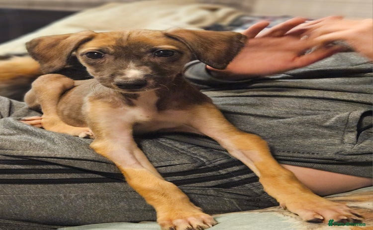 Mixed Breed dogs - Advert 5