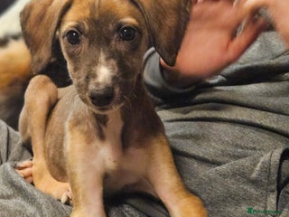 Mixed Breed dogs - Advert 10