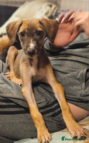 Mixed Breed dogs - Advert 1