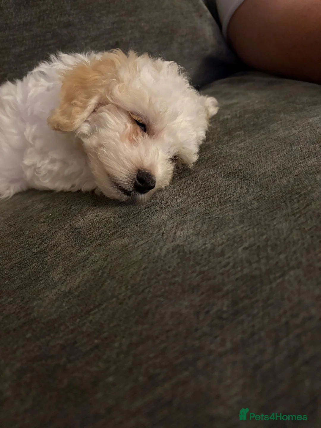 Poochon dogs for sale: Beautiful 8 week old Poochon - Advert 4