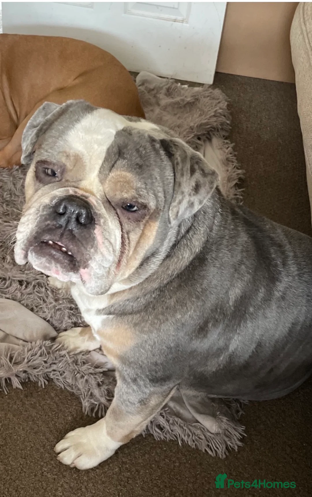 English Bulldog dogs for sale: Beautiful English Bulldog in Nottingham - Advert 1