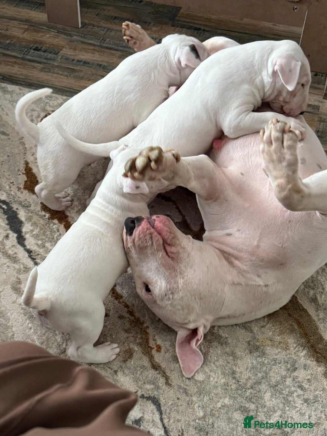 English Bull Terrier dogs for sale: English bull terierr puppies for sale  - Image 7