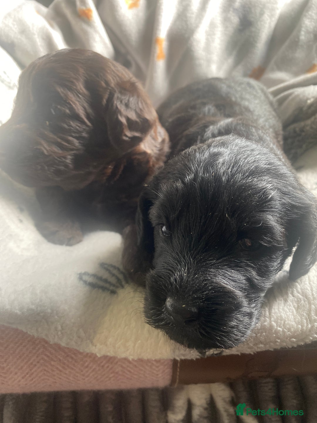 Mixed Breed dogs for sale: pudel pointers - Image 2
