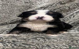 Bernese Mountain Dog dogs for sale: Bernese mountain dog puppies - Image 2
