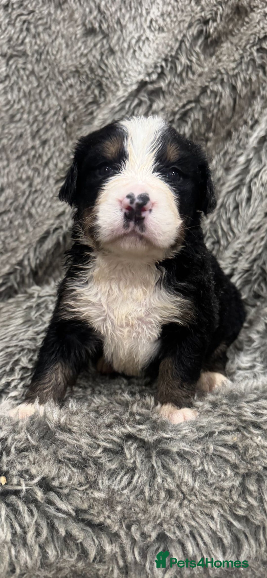 Bernese Mountain Dog dogs for sale: Bernese mountain dog puppies - Image 2