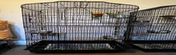 Lovebirds birds for sale: 2 lovebird pairs and cage for sale. in Brierley Hill - Advert 14