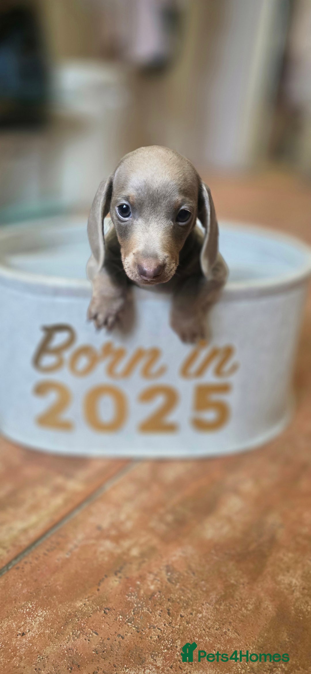 Miniature Dachshund dogs for sale: Miniature KC Dashounds - Image 6