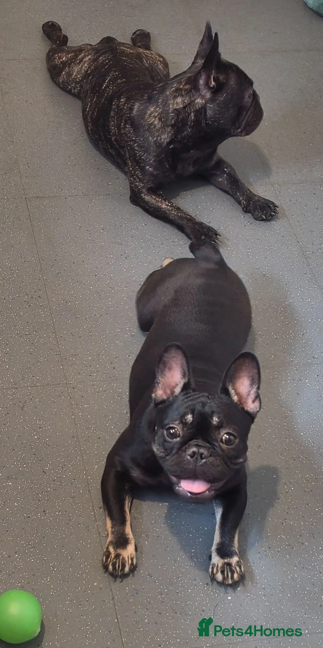 French Bulldog dogs for sale: 4 lovely french bulldog  - Advert 2