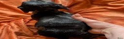 Dachshund dogs for sale: Dappled/Merl Dachshund puppies  - Advert 19